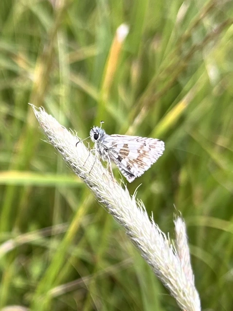Pyrgus armoricanus - feles busalepke