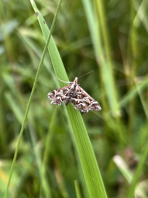 Diasemia reticularis - betűmintás tűzmoly