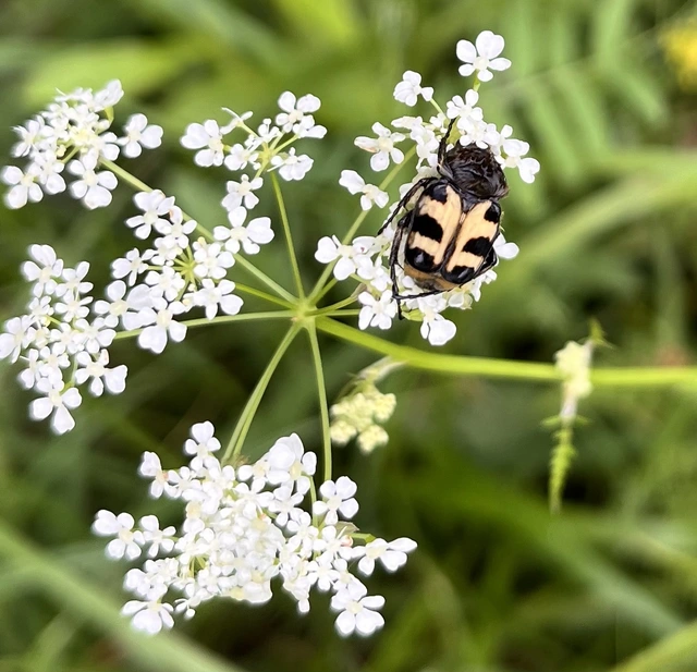 Trichius sexualis - keleti prémesbogár