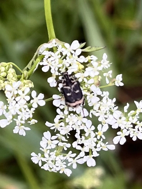Valgus hemipterus - suta virágbogár