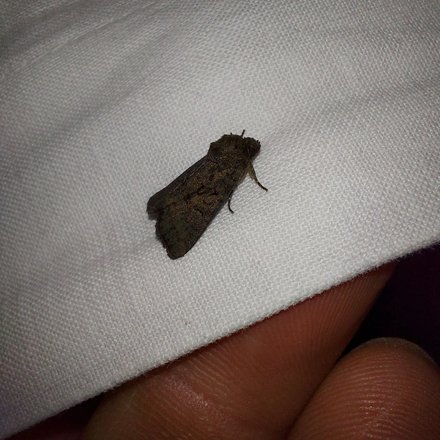 Oligia latruncula - fekete dudvabagoly