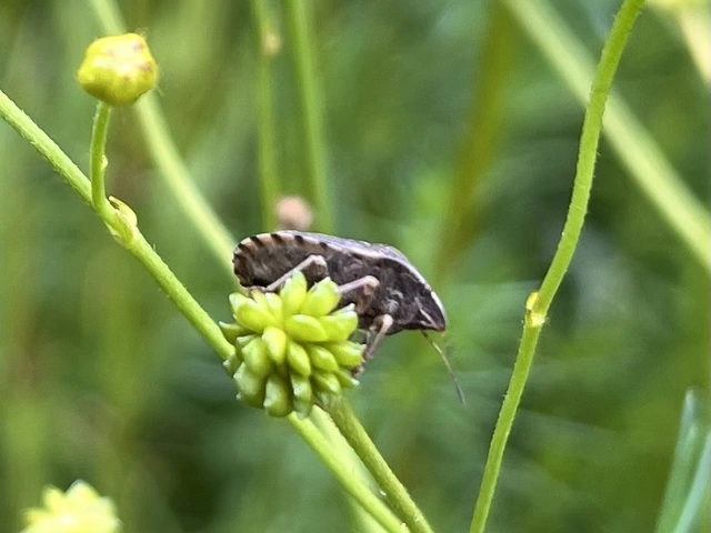 Eurygaster