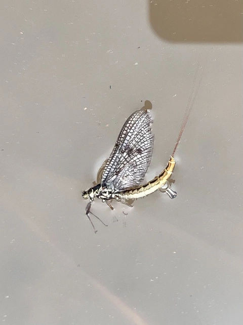 Ephemera vulgata - közönséges tarkakérész