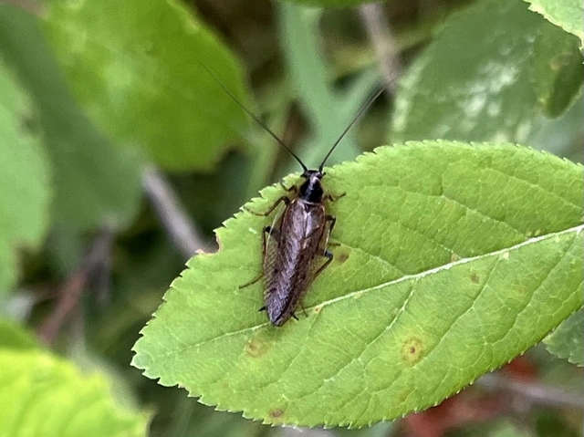 Blattodea - Csótányok