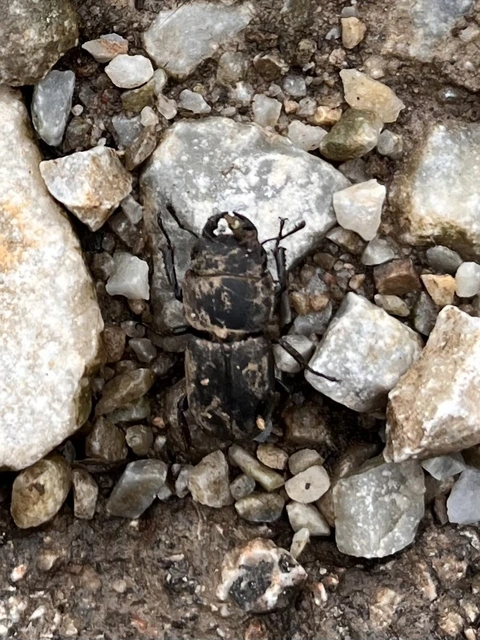 Dorcus parallelipipedus - kis szarvasbogár
