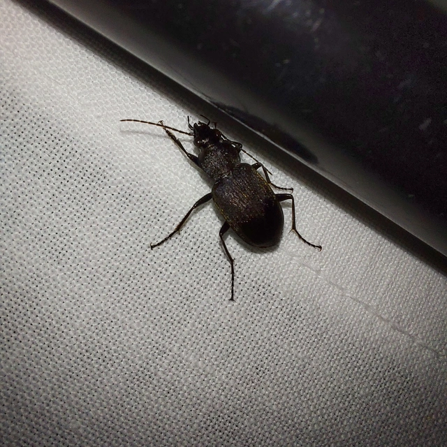 Chlaenius tristis - fekete bűzfutó