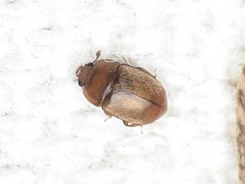 Nitidulidae - fénybogárfélék Nitidulidae - fénybogárfélék