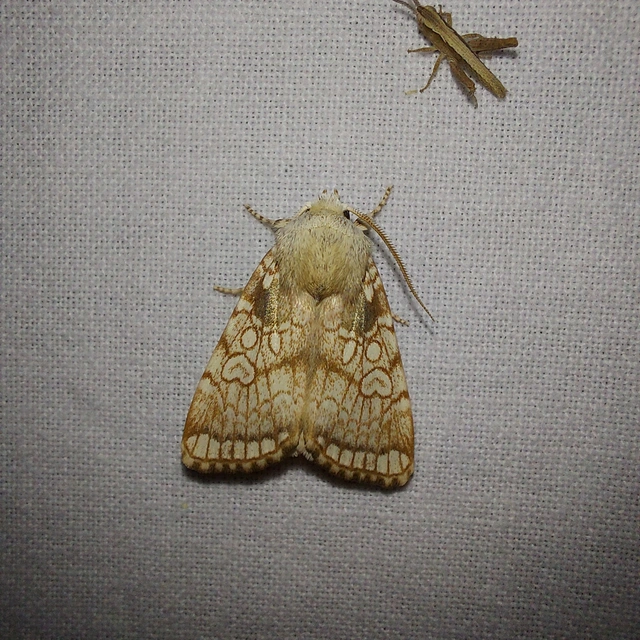 sárga tölgybagoly - Dicycla oo