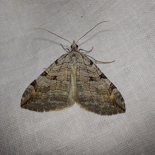 Aplocera efformata/plagiata