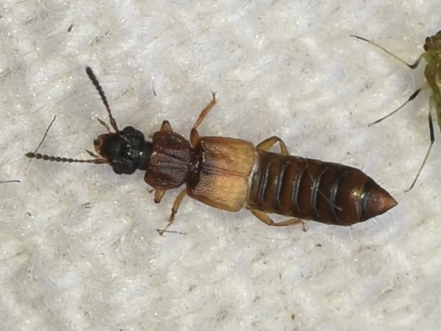 Anotylus rugosus - rovátkáshátú korhóholyva Anotylus rugosus - rovátkáshátú korhóholyva