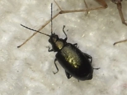 Phyllotreta