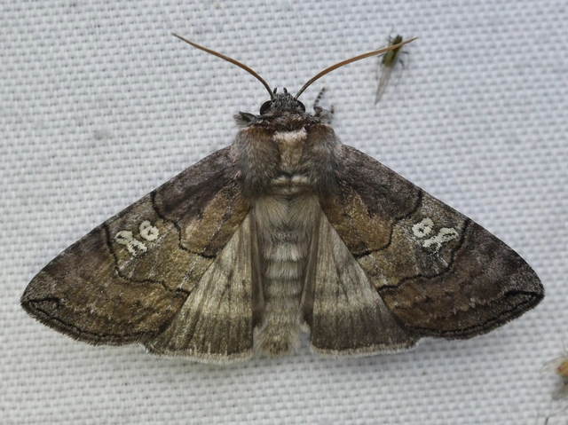 Tethea ocularis - pápaszemes pihésszövő