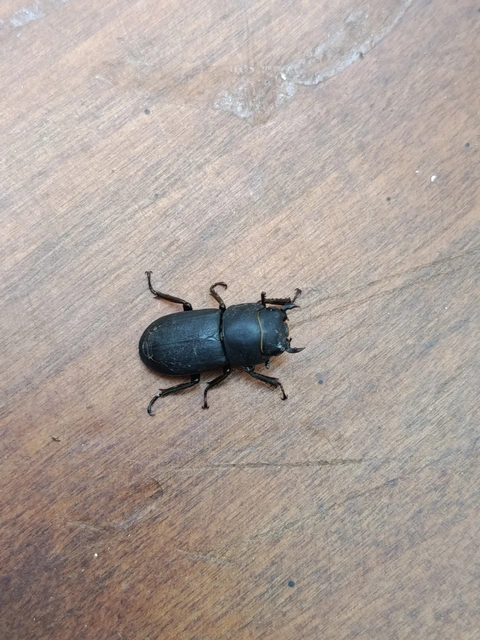 Dorcus parallelipipedus - kis szarvasbogár