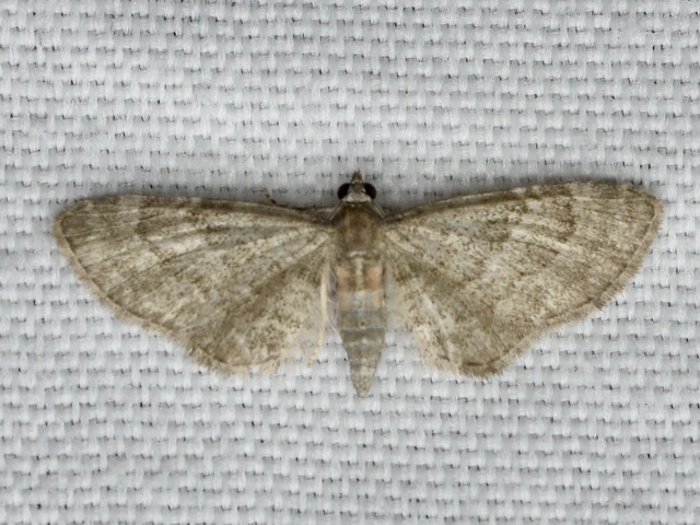 Eupithecia haworthiata - rozsdástestű törpearaszoló