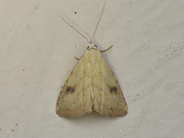 Rivula sericealis - selymes lórombagoly