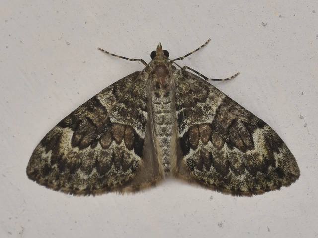 Thera variata/britannica