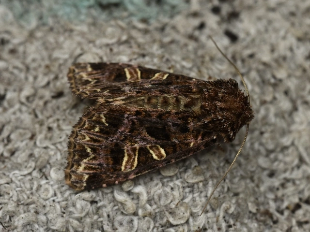 vörhenyes szegfűbagoly - Sideridis rivularis