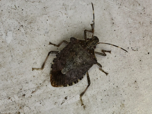 Halyomorpha halys - ázsiai márványospoloska