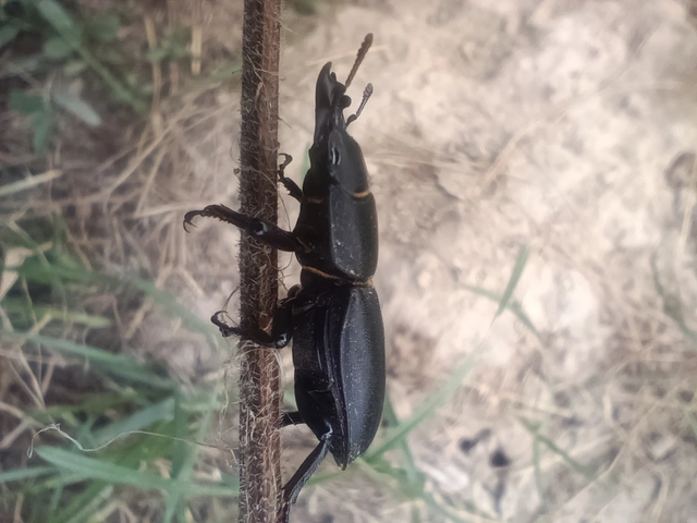 Dorcus parallelipipedus - kis szarvasbogár