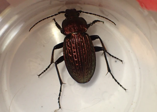 Carabus ulrichii - rezes futrinka Carabus ulrichii - rezes futrinka