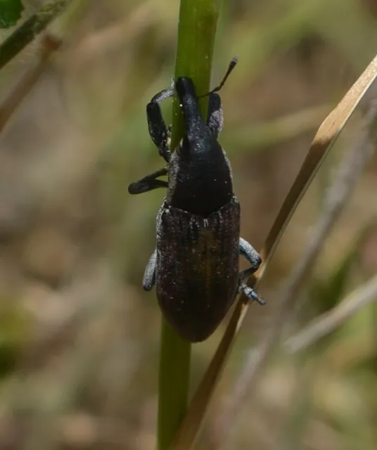 Lixus vilis - gémorr-dudvabarkó