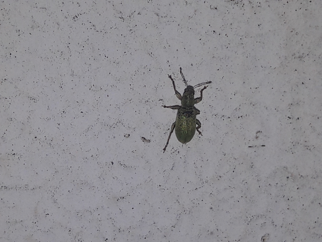 Pachyrhinus lethierryi - tujarontó ormányos
