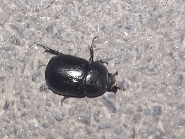 Pentodon idiota - butabogár