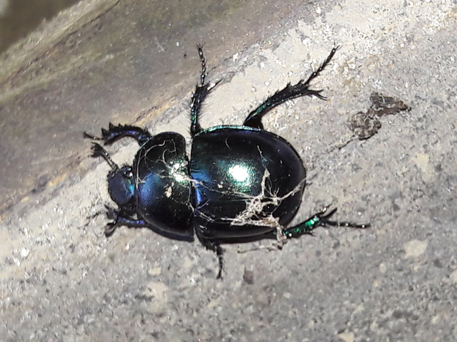 Trypocopris vernalis - tavaszi álganéjtúró