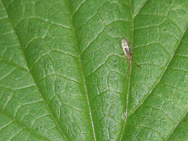 Collembola - Ugróvillások