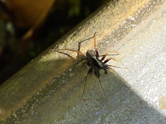 Pardosa alacris/lugubris