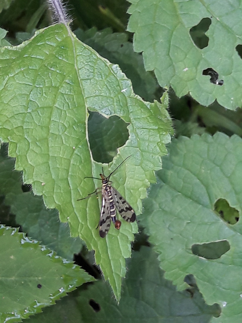 Panorpa communis/vulgaris