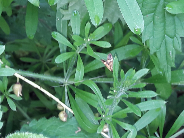 Nemophora degeerella - pompás tőrösmoly