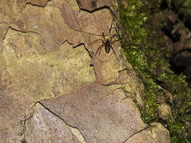 Linyphiidae - vitorláspókok