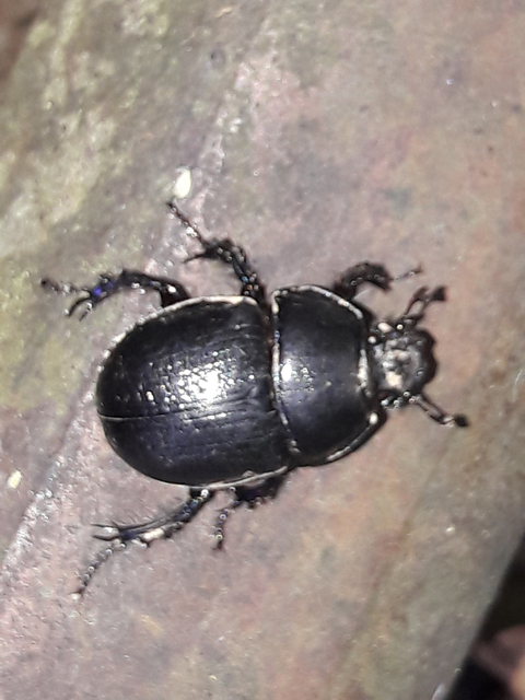 Anoplotrupes stercorosus - erdei álganéjtúró