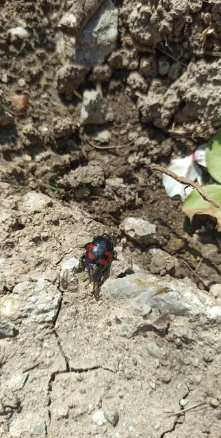 Hister quadrimaculatus - közönséges sutabogár