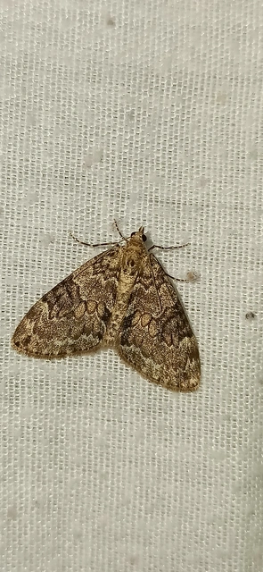 Thera variata/britannica