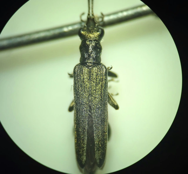 Oedemera