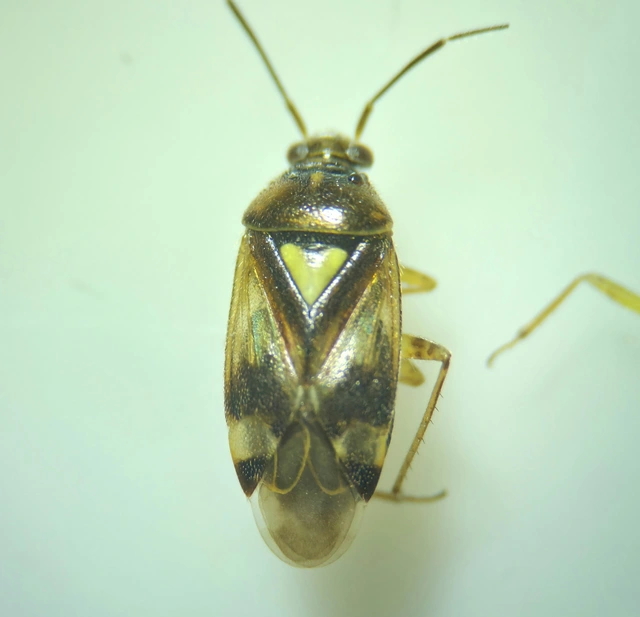 Orthops