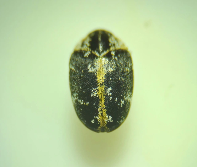Anthrenus scrophulariae scrophulariae - északi nagy múzeumbogár