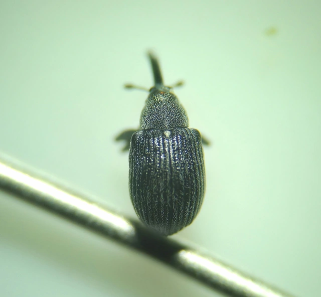 Anthonomus rubi - szamóca-bimbólikasztó Anthonomus rubi - szamóca-bimbólikasztó
