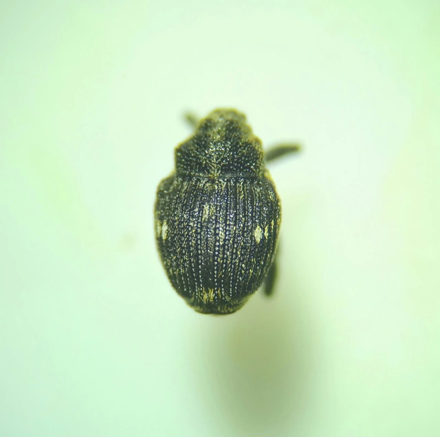 Nedyus quadrimaculatus - közönséges csalánormányos