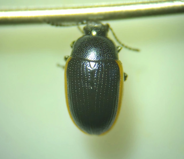 Prasocuris flavocincta