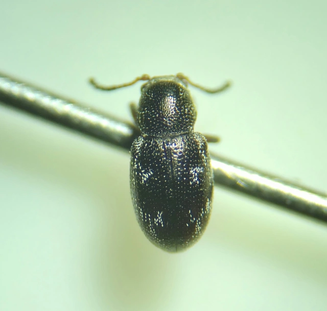 Pachnephorus villosus - közönséges fövenylevelész