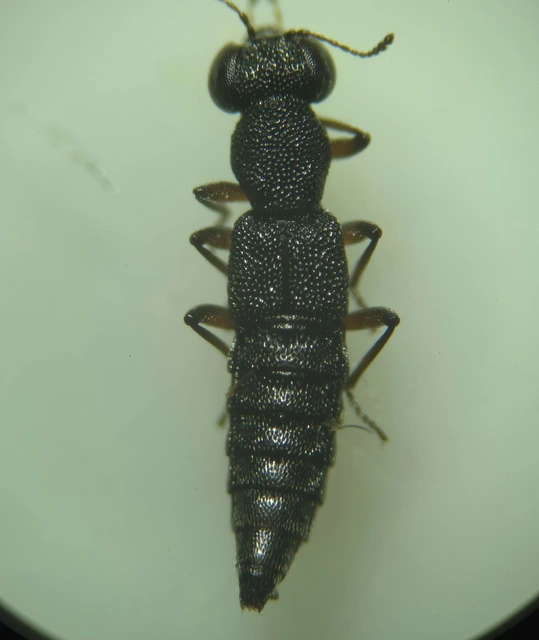 Stenus humilis - avarlakó szemesholyva Stenus humilis - avarlakó szemesholyva