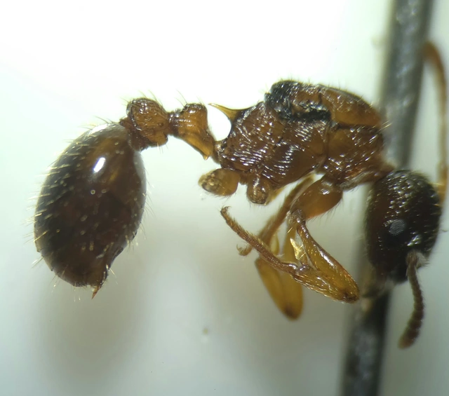 Myrmica ruginodis - erdei bütyköshangya