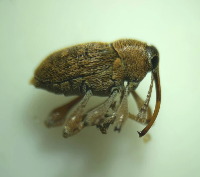 Curculio glandium - tölgymakkzsuzsóka