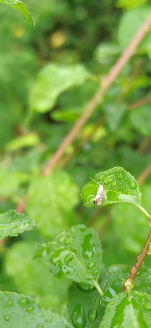 Argyresthia