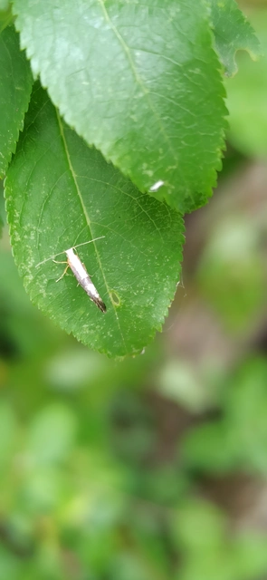 Argyresthia