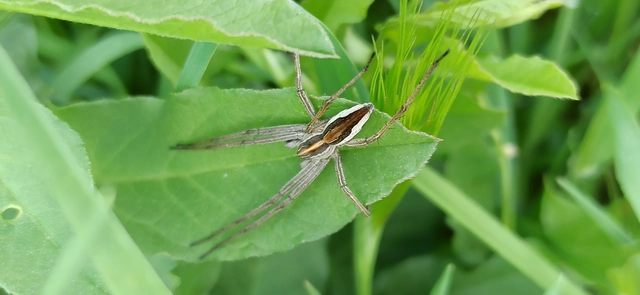 Pisaura mirabilis - csodáspók