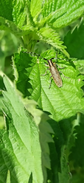 Agapanthia villosoviridescens - fehérgyűrűs bogáncscincér